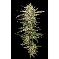 OG Triploid Auto, Фасовка: 3